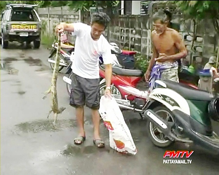 This was a fairly little water monitor.